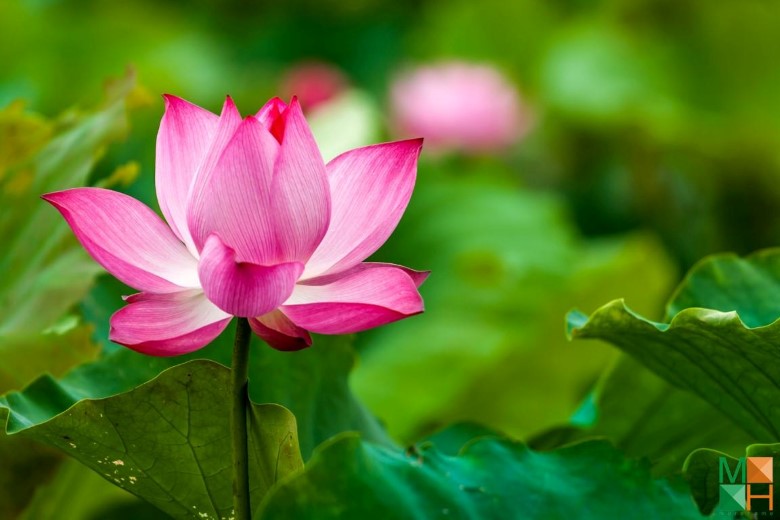 Tranh dán tường hoa sen tại Thượng Thanh, Long Biên, Hà Nội FW - 273 Tranh dán tường hoa sen tại Thượng Thanh, Long Biên, Hà Nội FW - 273